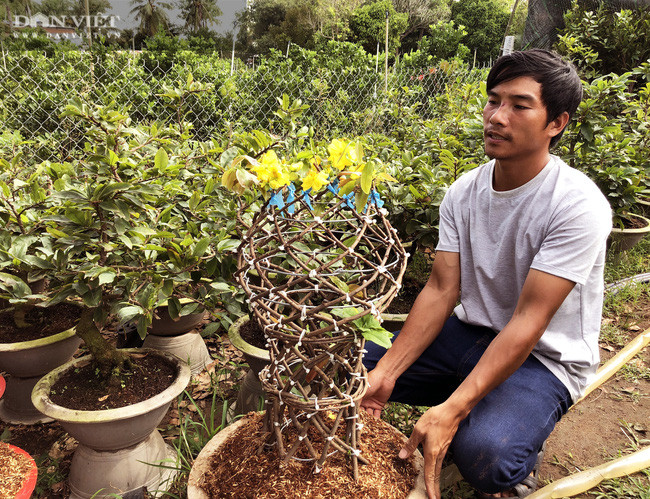  Dự kiến dịp tết Tân Sửu 2021, anh Hiệp sẽ bán ra thị trường hơn 200 cặp lộc bình mai. Ảnh: M.A.