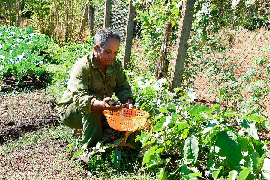 5.Hàng ngày vườn rau của ông Siu Yui cung cấp cho thị trường khoảng 30-40kg rau sạch các loại. 