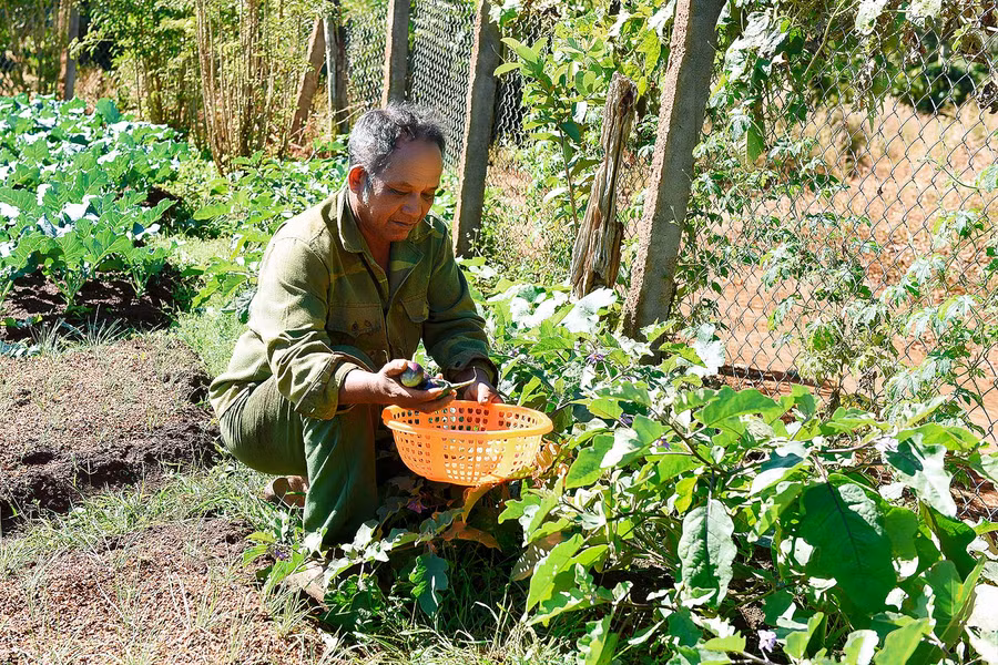 5.Hàng ngày vườn rau của ông Siu Yui cung cấp cho thị trường khoảng 30-40kg rau sạch các loại. 