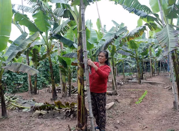  Vườn chuối hơn 8 sào của bà Trần Thị Dự, xã Hòa Hậu, huyện Lý Nhân (Hà Nam) chỉ có gần 20 buồng cho thu hoạch vào dịp tết Nguyên đán Tân Sửu. (Ảnh: Nguyễn Chinh/TTXVN)