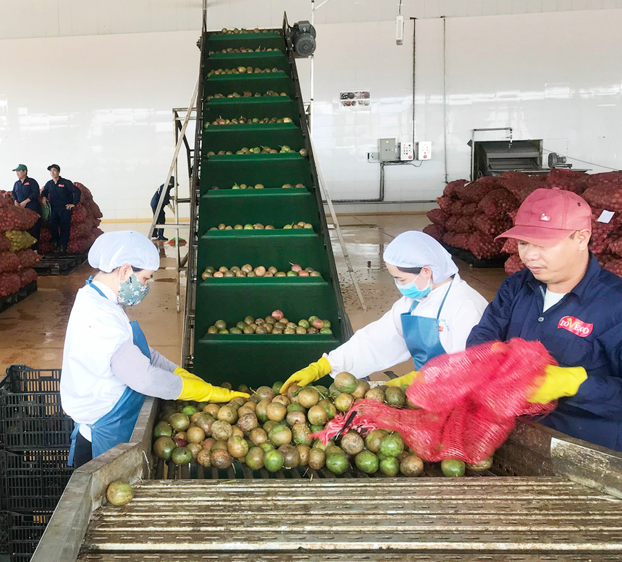 Dây chuyền chế biến chanh dây của Công ty cổ phần Thực phẩm xuất khẩu Đồng Giao. Ảnh: Hà Duy 1 Dây chuyền chế biến chanh dây ở DOVECO 2