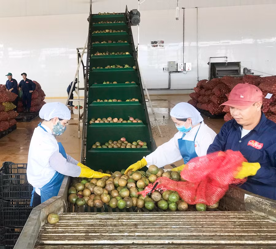 1 Dây chuyền chế biến chanh dây ở DOVECO 2