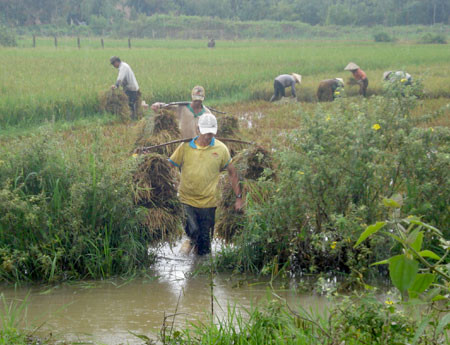 Nước ngập nông dân phải thu hoạch sớm. Ảnh: Nguyễn Diệp Nước ngập nông dân phải thu hoạch sớm. Ảnh: Nguyễn Diệp