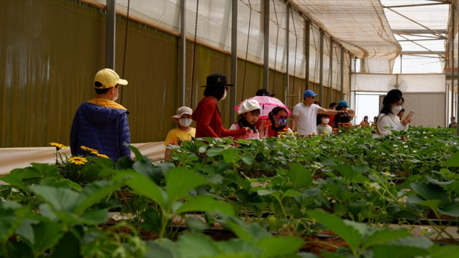 Nhiều người thích thú khi dẫn con tới thăm nông trại rau, quả sạch. Nhiều người thích thú khi dẫn con tới thăm nông trại rau, quả sạch.