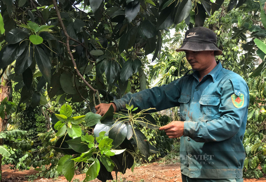 Vườn bơ Booth và bơ 034 của anh Lê Thanh Sang cũng rụng hết quả và hoa. Ảnh: Duy Hậu