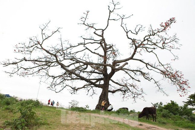 Theo Ban Quản lý di tích lịch sử thôn Đoài, xã Tam Giang, cây gạo thuộc thôn Đoài nằm trong khuôn viên Đền Xà đã được xếp hạng di tích lịch sử quốc gia năm 1988
