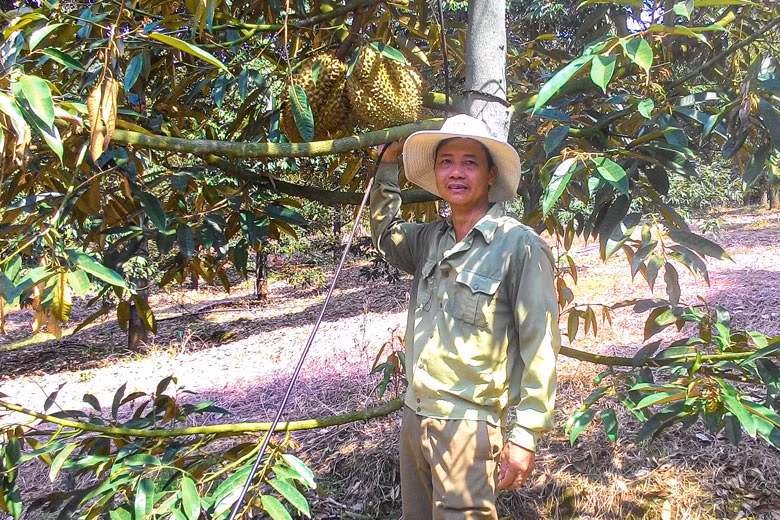 Sầu riêng, loại cây cho thu nhập cao của nông dân xã Hà Lâm, huyện Đạ Huoai