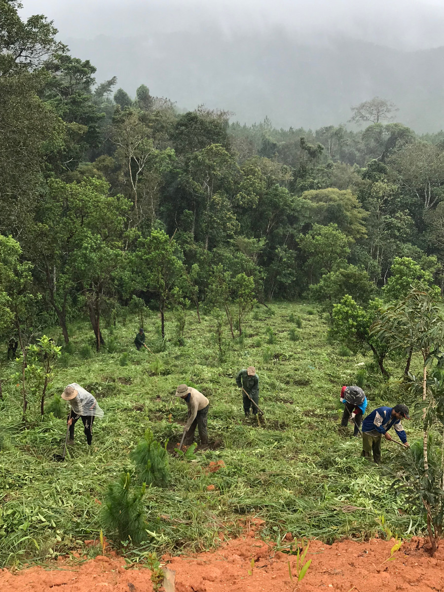 Chăm sóc rừng trồng từ tiền trồng rừng thay thế. Ảnh: Mộng Thường Chăm sóc rừng trồng từ tiền trồng rừng thay thế. Ảnh: Mộng Thường