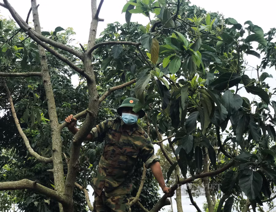 Vườn bơ 034 của anh Hoàng Văn Thắng, (thôn 7, xã Ea Tiêu, huyện Cư Kuin, tỉnh Đắk Lắk) rụng sạch quả. Ảnh: Duy Hậu