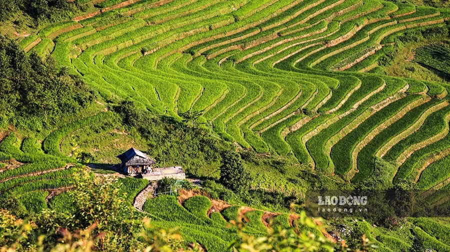 Hệ thống ruộng bậc thang tại Hà Giang - “thiết kế” rất độc đáo và đã trở thành thắng cảnh thu hút sự quan tâm của nhiều du khách. Ảnh; Văn Thành Chương
