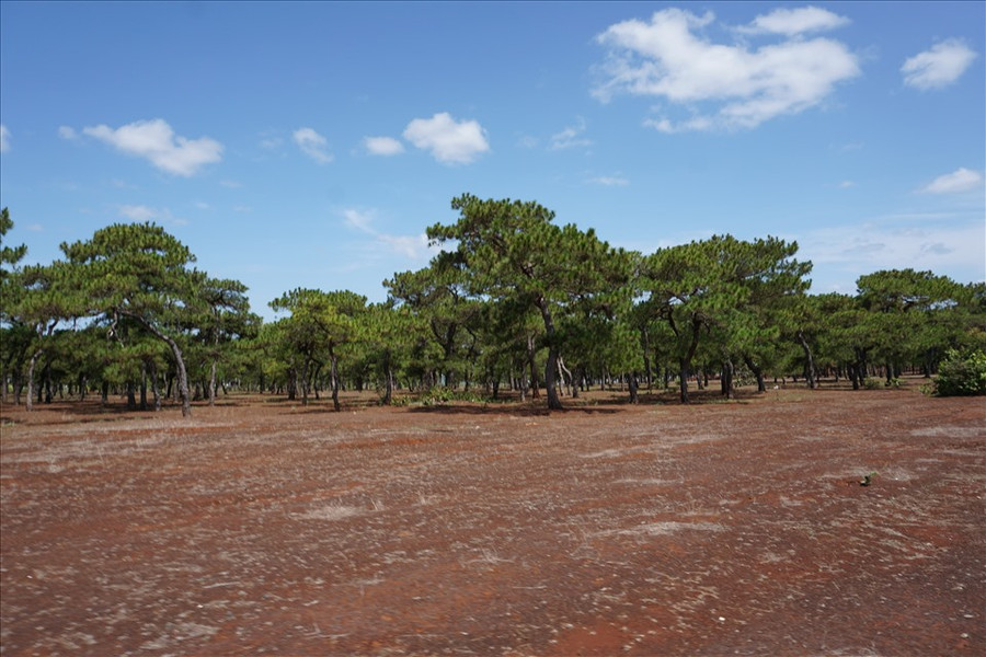 Nhiều cây thông hình dáng bonsai cũng bị đào trộm. Ảnh: T.T