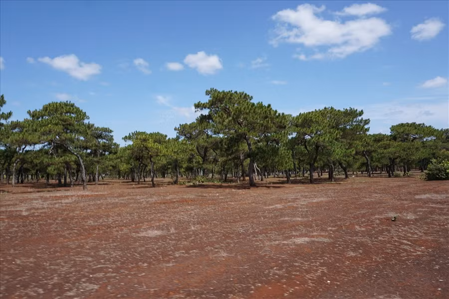 Nhiều cây thông hình dáng bonsai cũng bị đào trộm. Ảnh: T.T