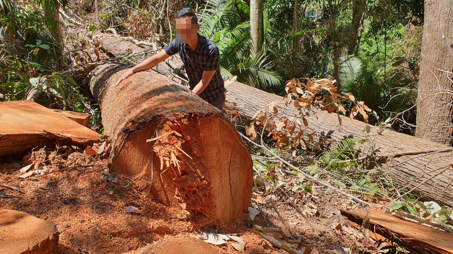 Trong 3 tháng đầu năm, Kon Tum mất hơn 30 ha rừng. Ảnh: Đức Nhật