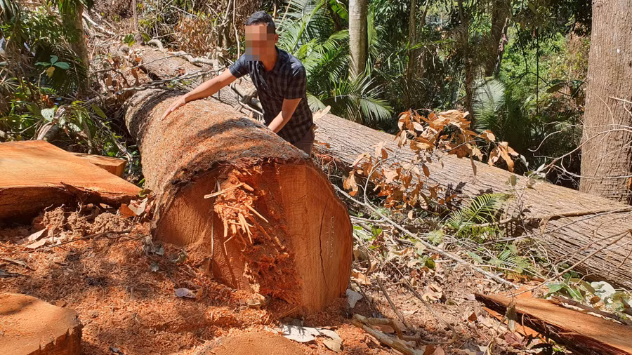 Trong 3 tháng đầu năm, Kon Tum mất hơn 30 ha rừng. Ảnh: Đức Nhật