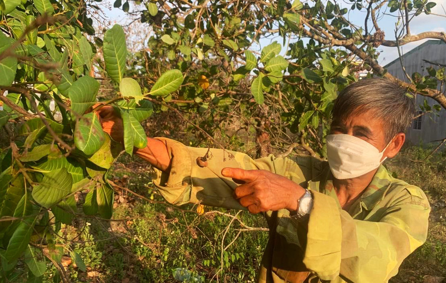 Ông Lương Khắc Hồng (xã Tân Hòa, huyện Buôn Đôn) chỉ những hạt điều khô quắt, không phát triển được trong vườn. Ảnh: Duy Hậu