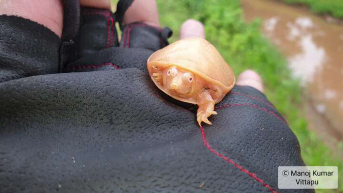 Rùa mai bạch tạng hiếm được tìm thấy ở Ấn Độ. Ảnh: Manoj Kumar Vittapu Rùa mai bạch tạng hiếm được tìm thấy ở Ấn Độ. Ảnh: Manoj Kumar Vittapu