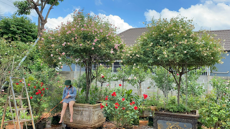 Ở đây có những gốc hồng cổ thụ, dáng Tree-rose (dáng vươn cao), giá trị lớn. Ảnh: NVCC Ở đây có những gốc hồng cổ thụ, dáng Tree-rose (dáng vươn cao), giá trị lớn. Ảnh: NVCC