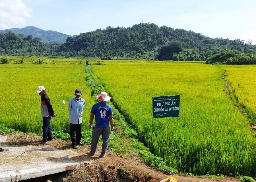 Người dân tham quan mô hình lúa một giống HN6 chuẩn bị thu hoạch. Ảnh: Nguyễn Diệp