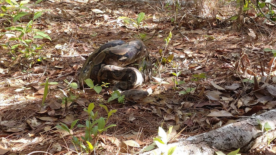 Sau nhiều tháng được chăm sóc, phục hồi sức khỏe, cá thể trăn gấm được thả về môi trường tự nhiên. Ảnh: Bảo Lâm