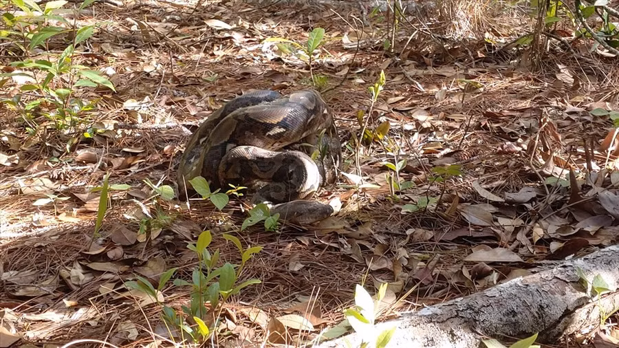 Sau nhiều tháng được chăm sóc, phục hồi sức khỏe, cá thể trăn gấm được thả về môi trường tự nhiên. Ảnh: Bảo Lâm