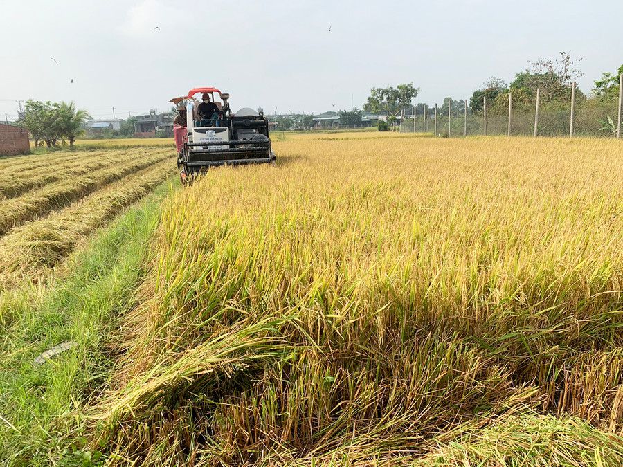  Năng suất cánh đồng lúa lớn 1 giống ở xã Chư Răng (huyện Ia Pa) đạt cao. Ảnh: Nguyên Hương