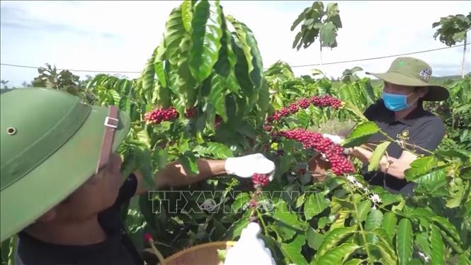 Công ty TNHH Vĩnh Hiệp Gia Lai liên kết với nông dân sản xuất cà phê chất lượng cao. Công ty TNHH Vĩnh Hiệp Gia Lai liên kết với nông dân sản xuất cà phê chất lượng cao.