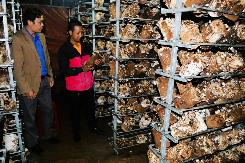 Mô hình trồng nấm hương của gia đình anh Y Sái Kơ Să Mô hình trồng nấm hương của gia đình anh Y Sái Kơ Să