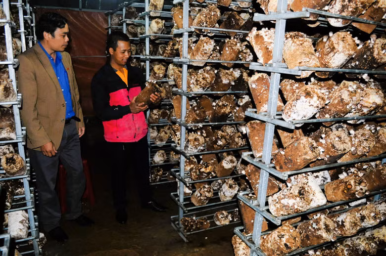 Mô hình trồng nấm hương của gia đình anh Y Sái Kơ Să Mô hình trồng nấm hương của gia đình anh Y Sái Kơ Să