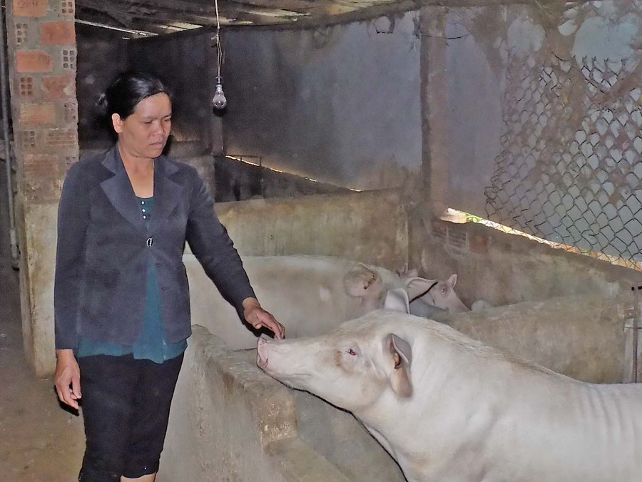 Phụ nữ DTTS xã Chư Á chăn nuôi heo giúp tăng thu nhập. Ảnh: Thanh Nhật