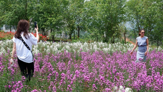 "Lạc trôi" giữa những vườn hoa đủ màu sắc. "Lạc trôi" giữa những vườn hoa đủ màu sắc.