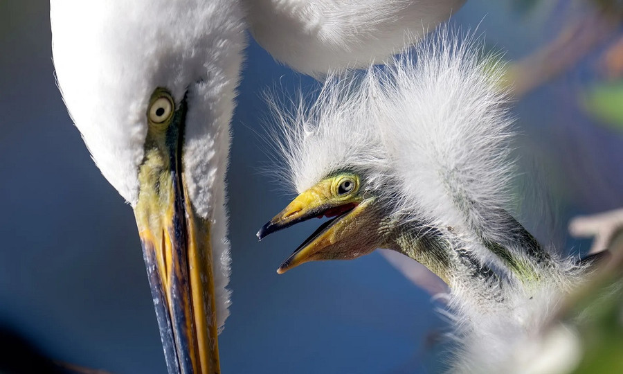 Diệc bạch con nằm trong tổ với mẹ ở Kissimmee, bang Florida, Mỹ. (Ảnh: Ronen Tivony/Sopa Images/Rex/Shutterstock) Diệc bạch con nằm trong tổ với mẹ ở Kissimmee, bang Florida, Mỹ. (Ảnh: Ronen Tivony/Sopa Images/Rex/Shutterstock)