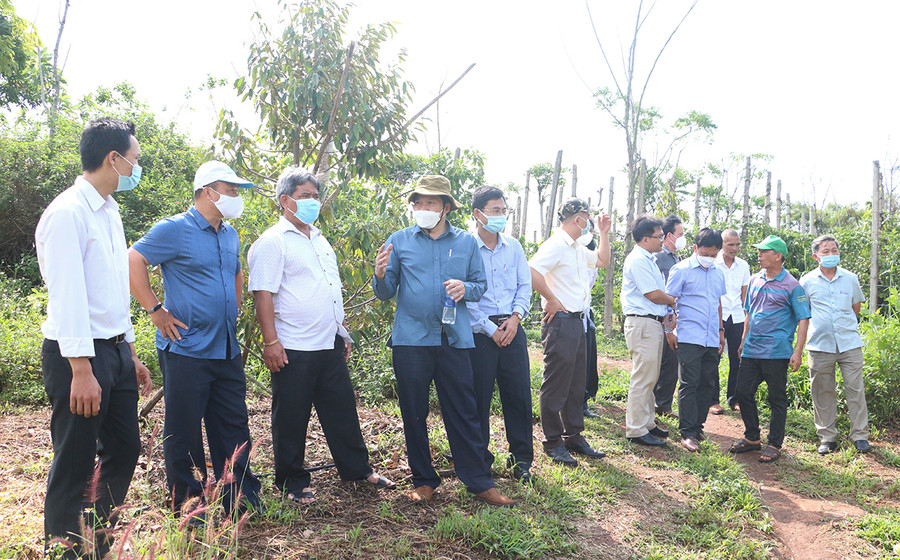 Đoàn giám sát đã đến tham quan vườn cây ăn quả của thành viên Hợp tác xã Nông nghiệp và Dịch vụ Nam Yang. Ảnh: Quang Tấn Đoàn giám sát đã đến tham quan vườn cây ăn quả của thành viên Hợp tác xã nông nghiệp và dịch vụ Nam Yang. Ảnh: Quang Tấn