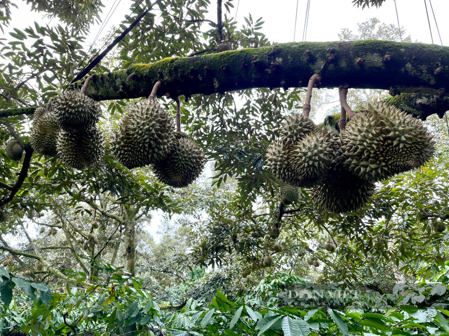 Sầu riêng tại Đắk Lắk có mùa vụ rất khác nên thu hút nhiều nhà đầu tư, doanh nghiệp và thương lái về mua. Ảnh: Ánh Dương