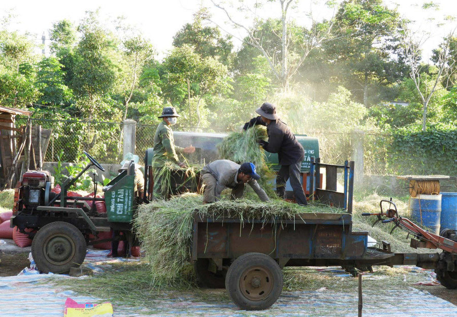 Nông dân xã Ia Sao áp dụng cơ giới hóa trong thu hoạch lúa. Ảnh: Thanh Nhật