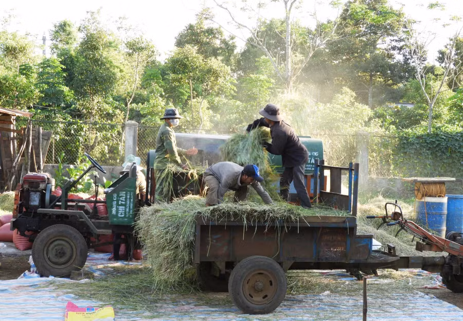 Nông dân xã Ia Sao áp dụng cơ giới hóa trong thu hoạch lúa. Ảnh: Thanh Nhật