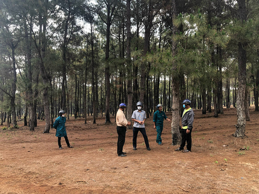 Lực lượng chức năng xã Glar và Tân Bình kiểm tra khu vực rừng thông bị người dân đẽo lấy ngo. Ảnh: Lê Nam Lực lượng chức năng xã Glar và Tân Bình kiểm tra khu vực rừng thông bị người dân đẽo lấy ngo. Ảnh: Lê Nam