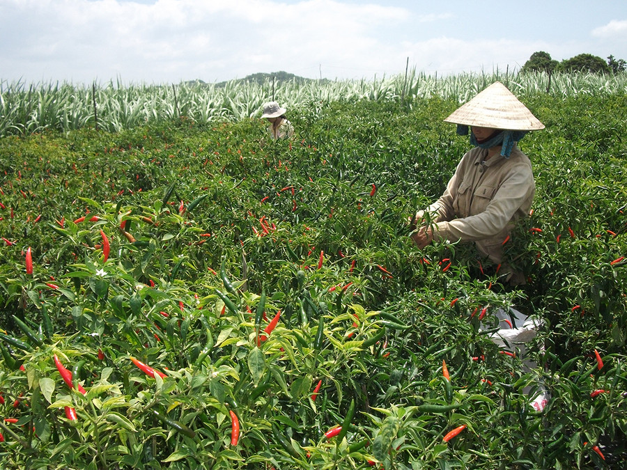 Mô hình trồng ớt ở huyện Đak Pơ. Ảnh: Lê Nam Mô hình trồng ớt ở huyện Đak Pơ. Ảnh: Lê Nam