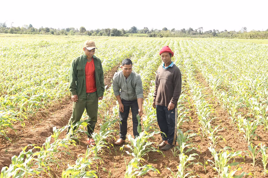  Người dân xã Bờ Ngoong (huyện Chư Sê) chuyển đổi diện tích lúa thường xuyên bị hạn sang trồng bắp sinh khối. Ảnh: Nguyễn Hồng