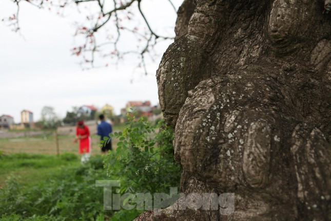  Theo người dân địa phương, cây gạo ở xã Tam Giang có tuổi đời khoảng 100 năm