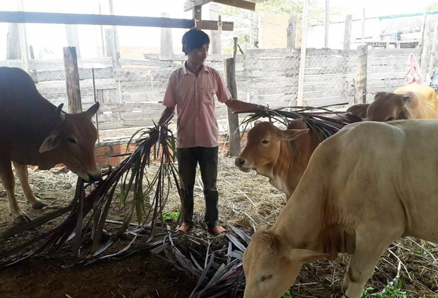 Ông Nguyễn Chí Hòa chăm sóc đàn bò của gia đình. Ảnh: Anh Huy Ông Nguyễn Chí Hòa bên đàn bò của gia đình. Ảnh: Anh Huy