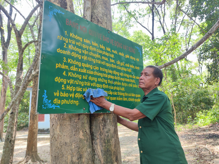Sau nghỉ hưu, ông Le về làm bảo vệ cho rừng giáng hương của xã. Ảnh: Thiên Di