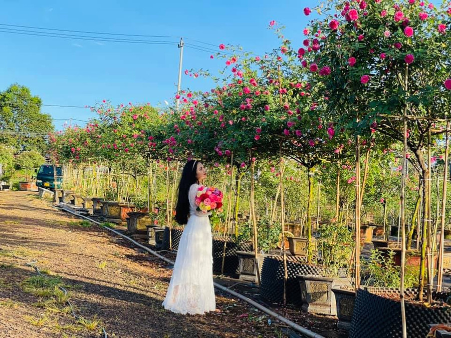 Vườn hồng, nơi tham quan và chụp ảnh miễn phí. Ảnh: NVCC Vườn hồng, nơi tham quan và chụp ảnh miễn phí. Ảnh: NVCC