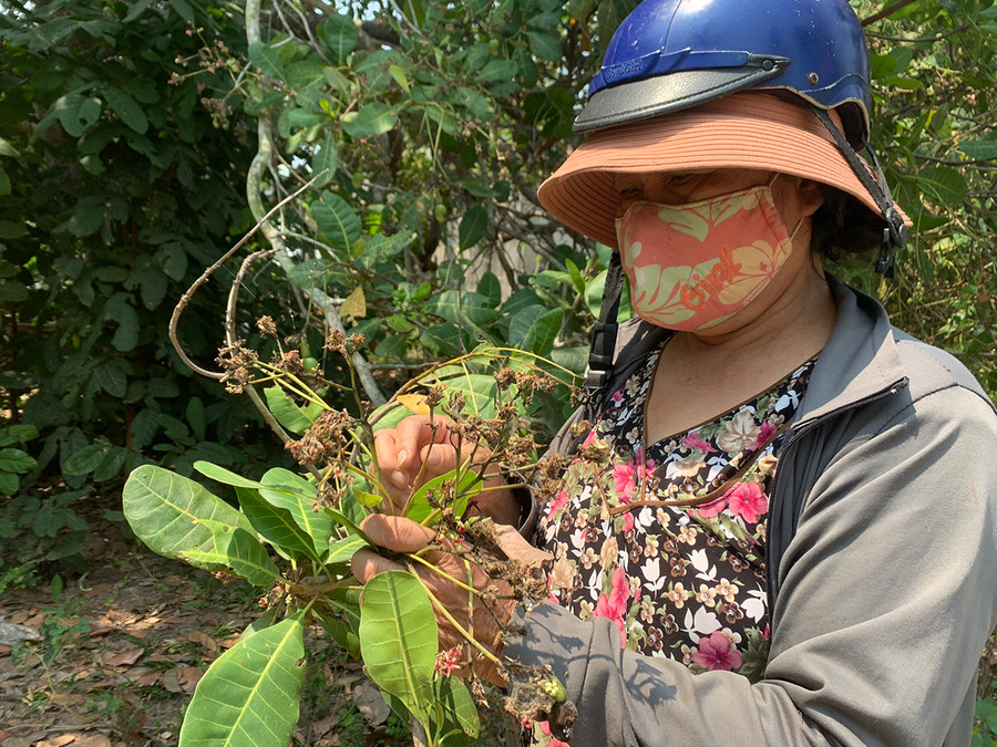 Mưa lớn đã khiến phần lớn hoa điều rụng phấn, chuyển màu đen sậm và rụng như trút. Ảnh: Vũ Chi Mưa lớn đã làm phần lớn hoa điều rụng phấn, chuyển màu đen sậm và rụng như trút. Ảnh: Vũ Chi