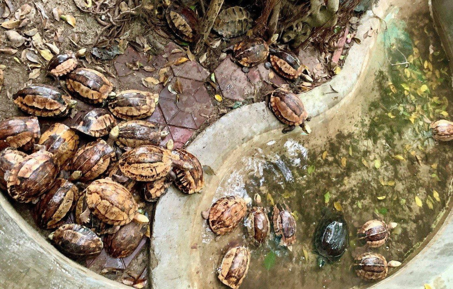 Số cá thể rùa quý hiếm mà anh Phạm Việt Thắng bỏ tiền mua lại và bàn giao cho Vườn quốc gia Vũ Quang. Ảnh: Tân Kỳ Số cá thể rùa quý hiếm mà anh Phạm Việt Thắng bỏ tiền mua lại và bàn giao cho Vườn quốc gia Vũ Quang. Ảnh: Tân Kỳ