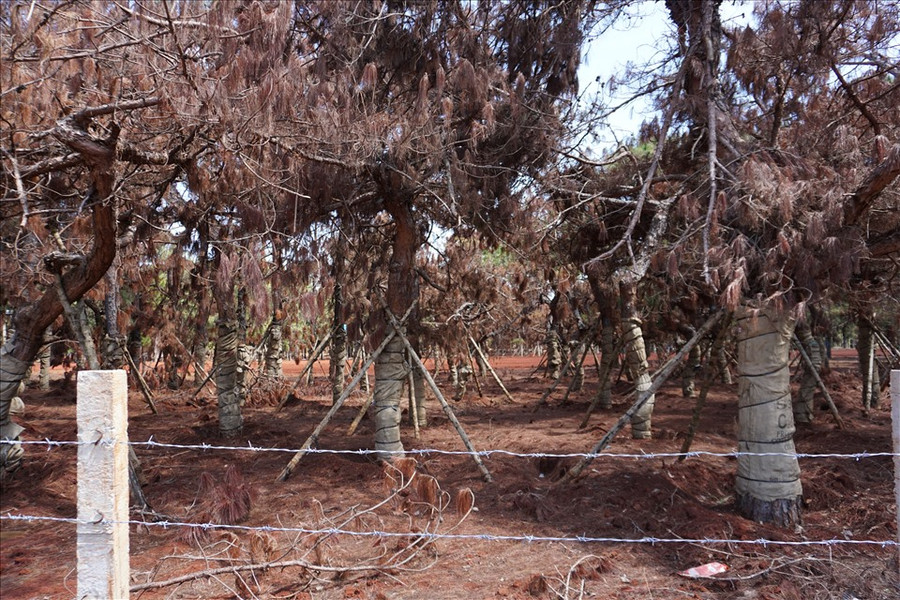 Người dân lo ngại cho số phận của hàng loạt cây thông di thực làm sân golf ở huyện Đắk Đoa. Ảnh: T.T