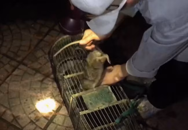 Người cháu dùng tay không bắt chuột từ chiếc lồng nhỏ rồi bỏ vào lồng lớn. Người cháu dùng tay không bắt chuột từ chiếc lồng nhỏ rồi bỏ vào lồng lớn.