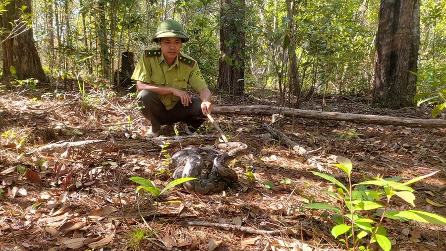 Các ngành chức năng ở Đắk Nông thả trăn gấm về rừng. Ảnh: Bảo Lâm