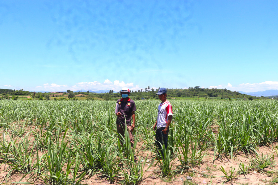 Khu sân vận động của thôn Tư Lương (xã Tân An, huyện Đak Pơ) được cho thuê để trồng mía. Ảnh: An Phát
