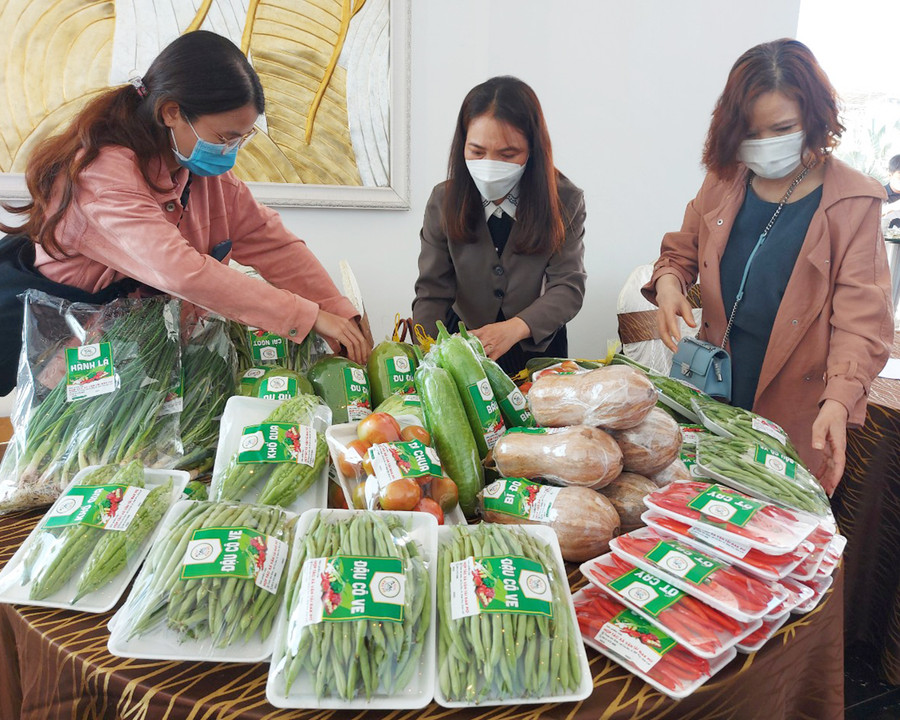 Sản phẩm rau Đak Pơ trưng bày tại buổi lễ trao văn bằng bảo hộ. Ảnh: Thiên Di Sản phẩm rau Đak Pơ trưng bày tại buổi lễ trao văn bằng bảo hộ. Ảnh: Thiên Di