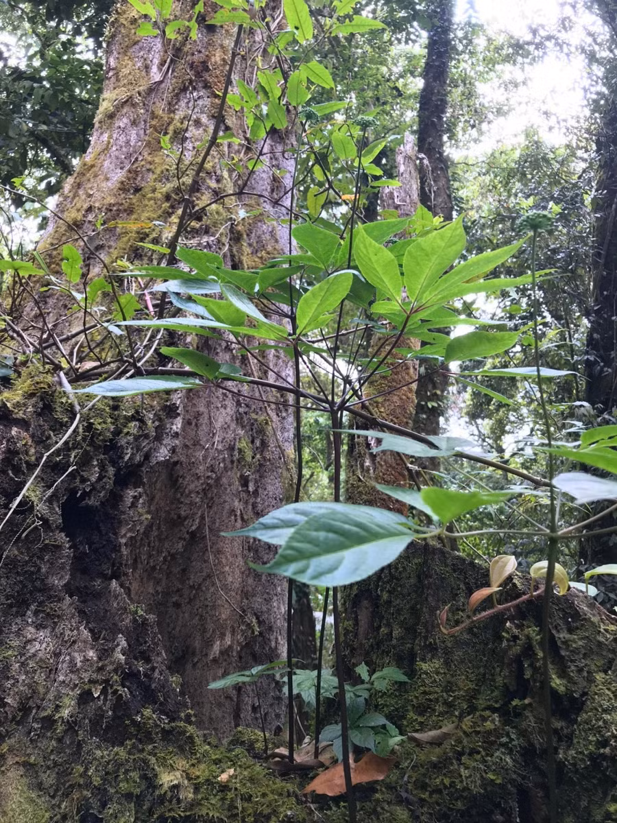 Sâm Ngọc Linh phát triển dưới tán rừng. Ảnh: Thành Long Sâm Ngọc Linh phát triển dưới tán rừng. Ảnh: Thành Long